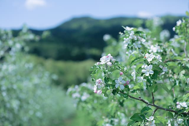 佐秀りんごの花